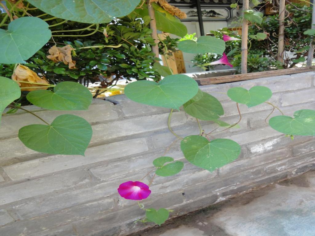 Dali Four Season Flower Inn דאלי מראה חיצוני תמונה