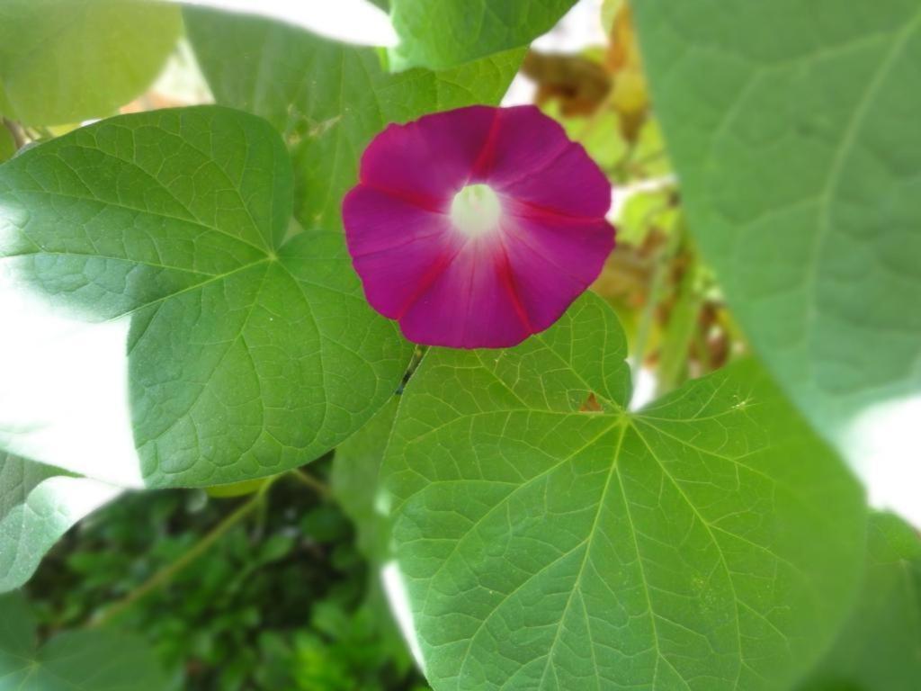 Dali Four Season Flower Inn דאלי מראה חיצוני תמונה